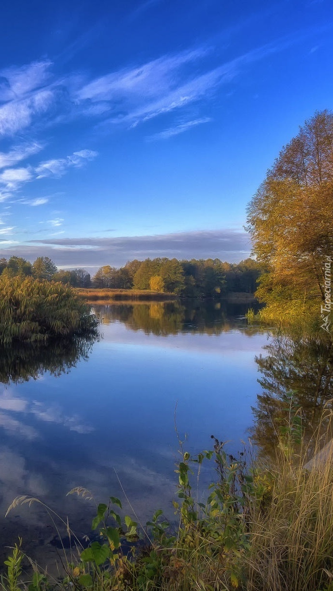 Drzewa nad rzeką Woroneż