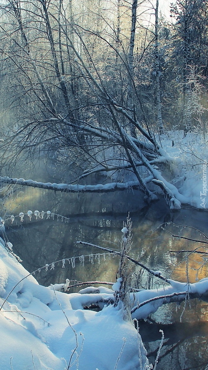 Drzewa nad rzeką zimą