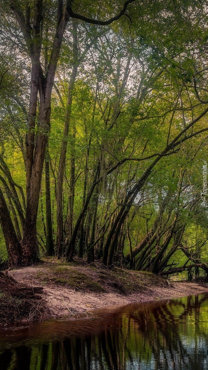 Drzewa nad wodą