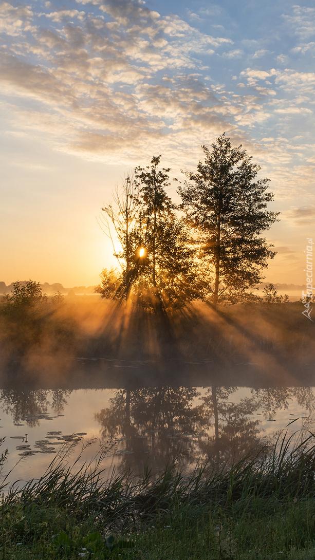 Drzewa nad zamgloną rzeką