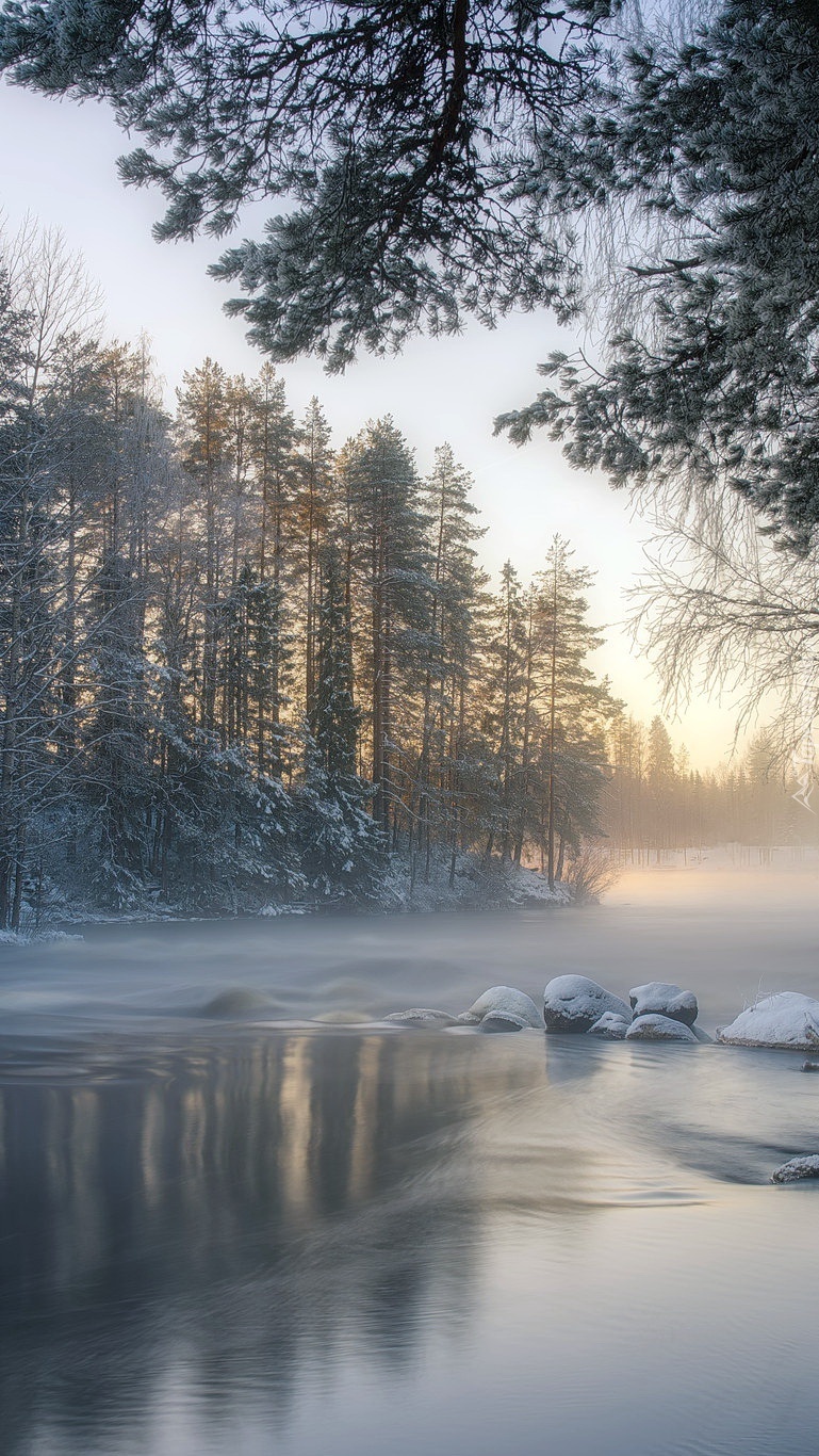 Drzewa nad zamgloną rzeką w zimie