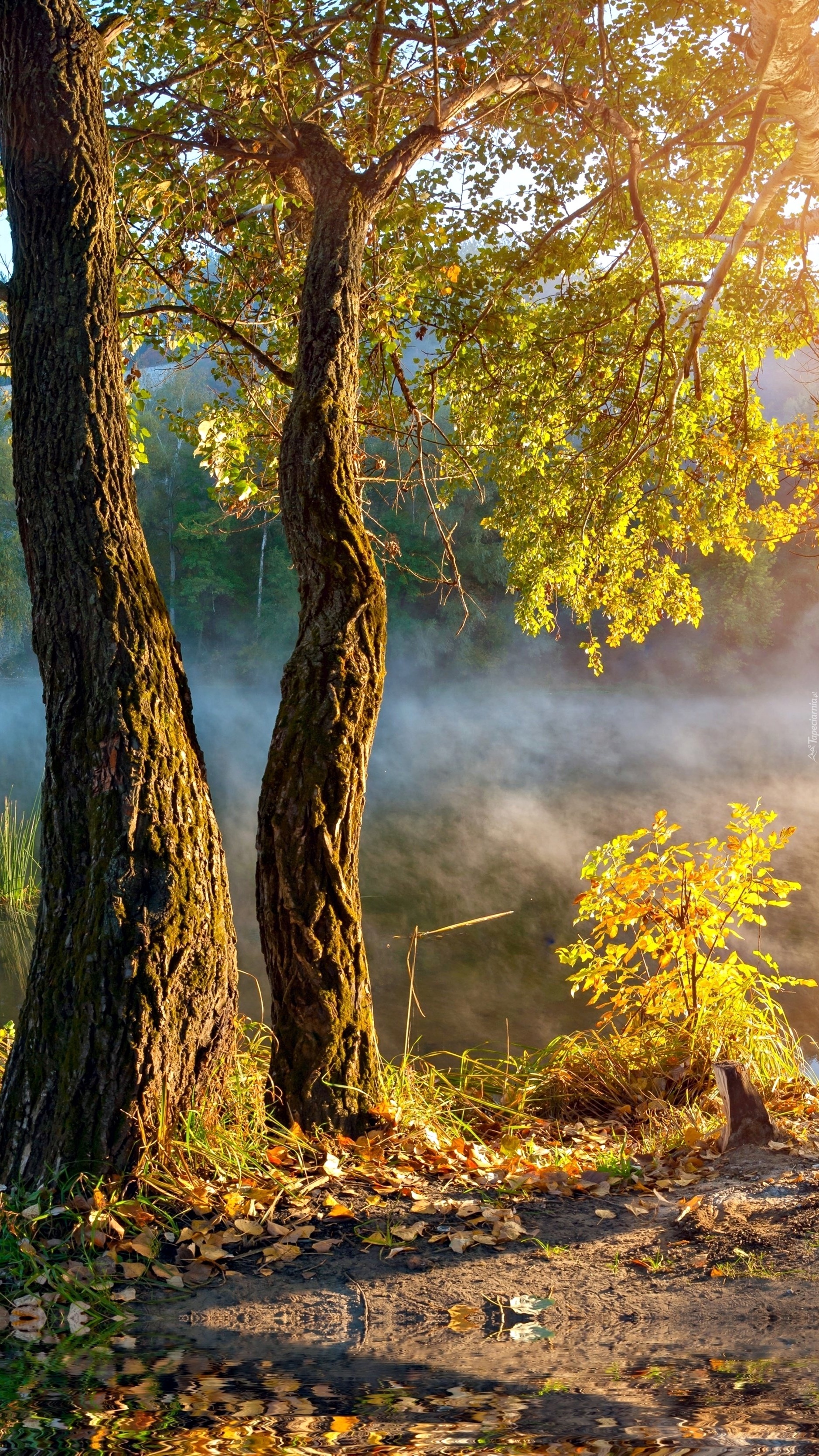 Drzewa nad zamglonymi bagnami