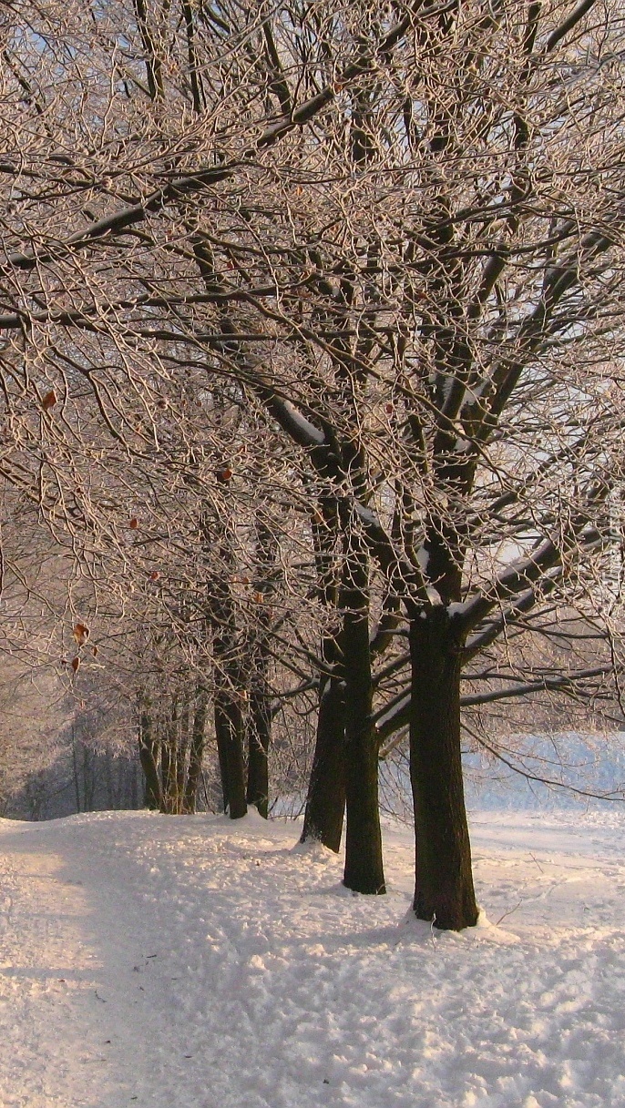 Drzewa nad zaśnieżoną drogą