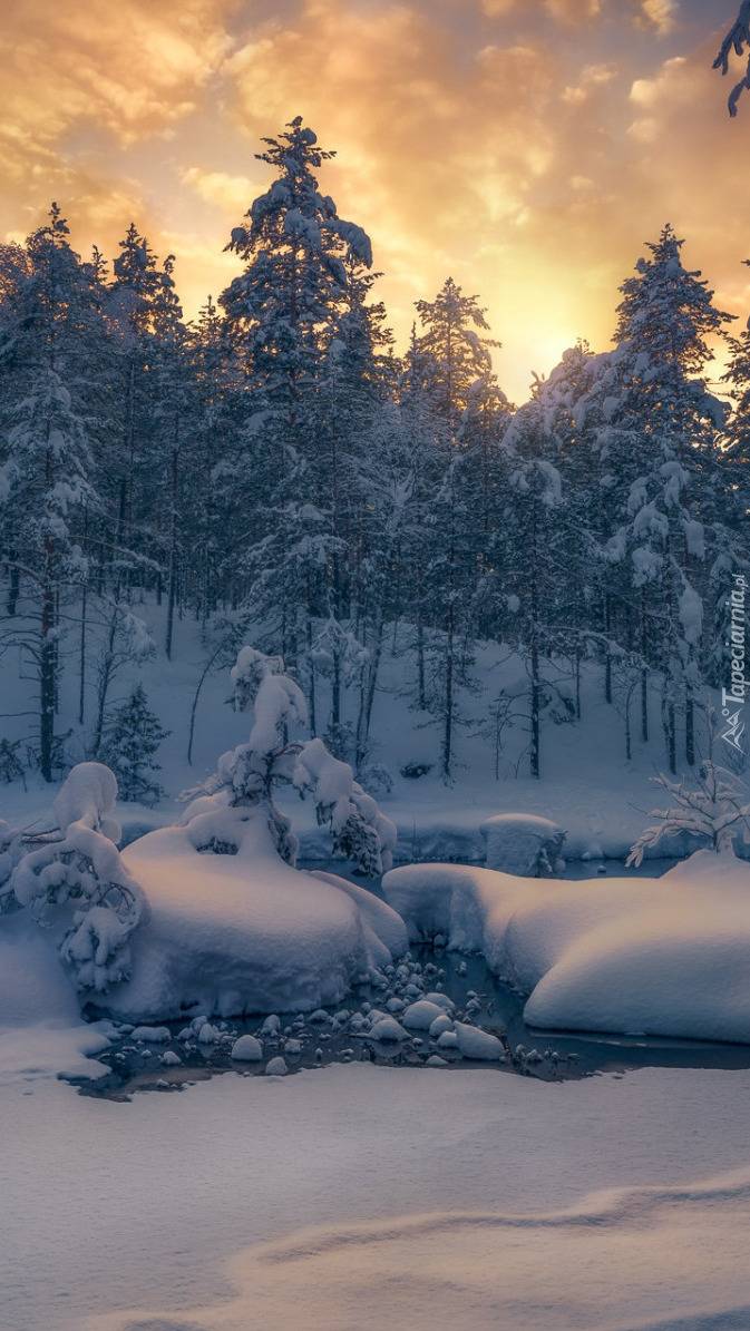 Drzewa nad zaśnieżona rzeką w norweskiej gminie Ringerike