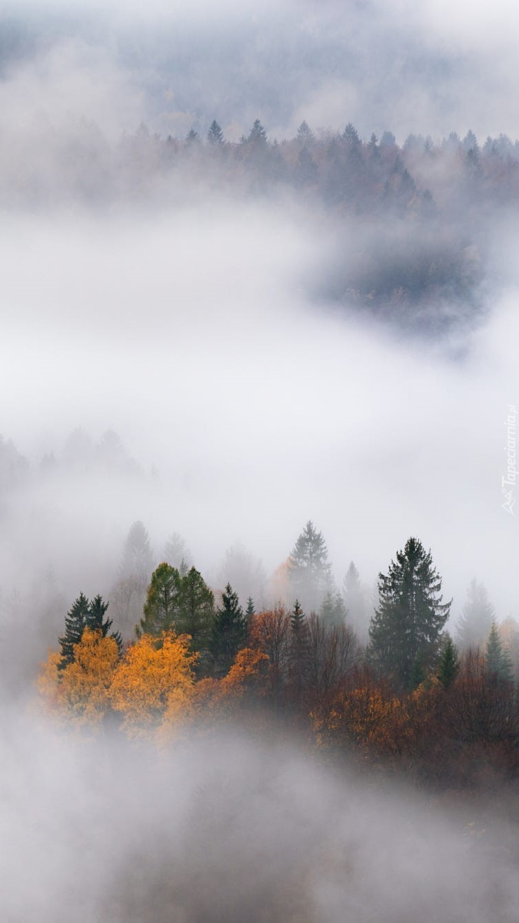 Drzewa otulone jesienną mgłą