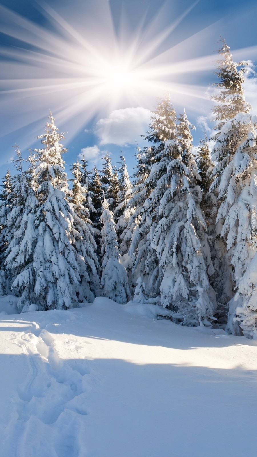 Drzewa pokryte śniegiem w promieniach słońca