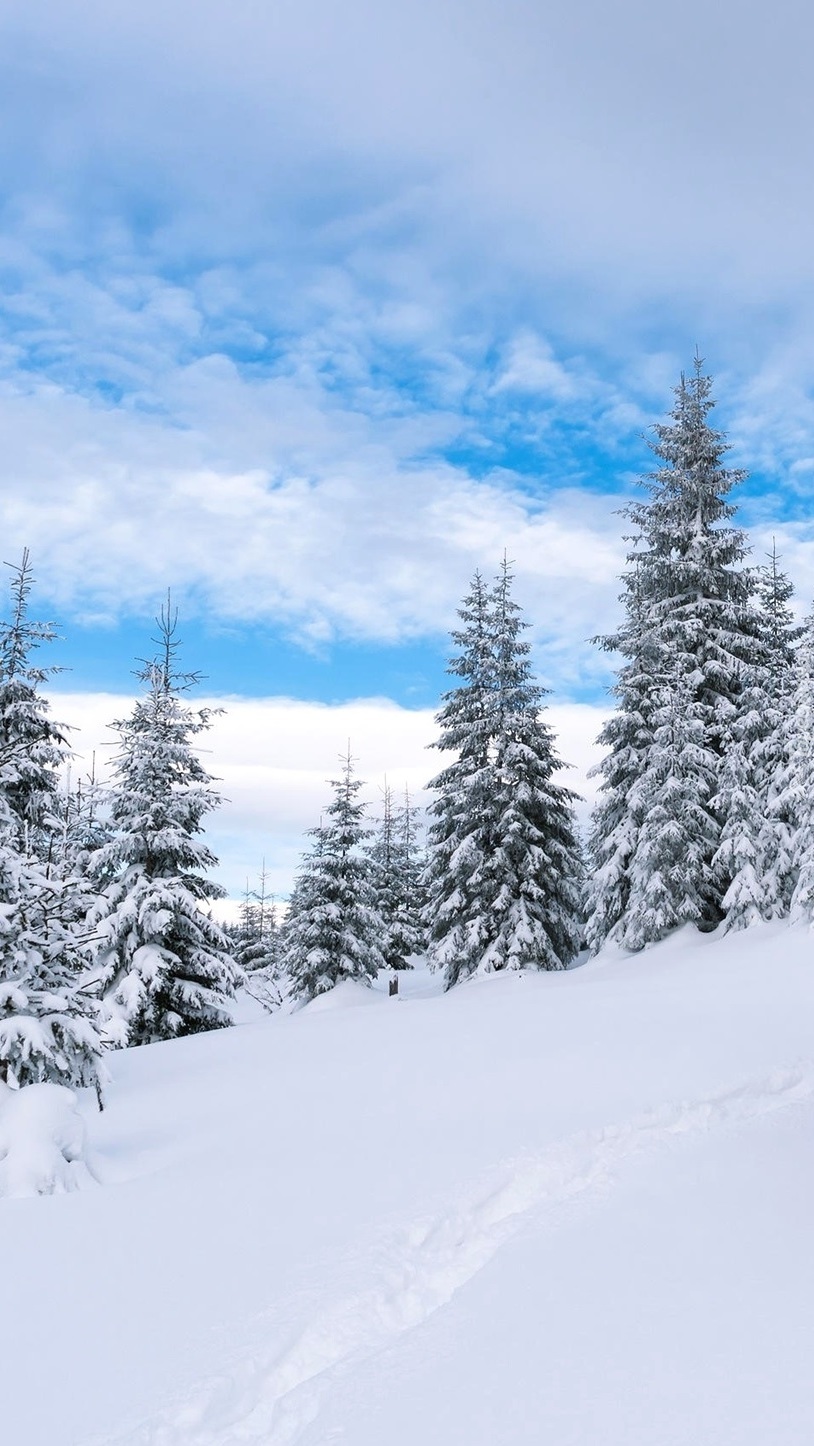 Drzewa pokryte śniegiem zimą