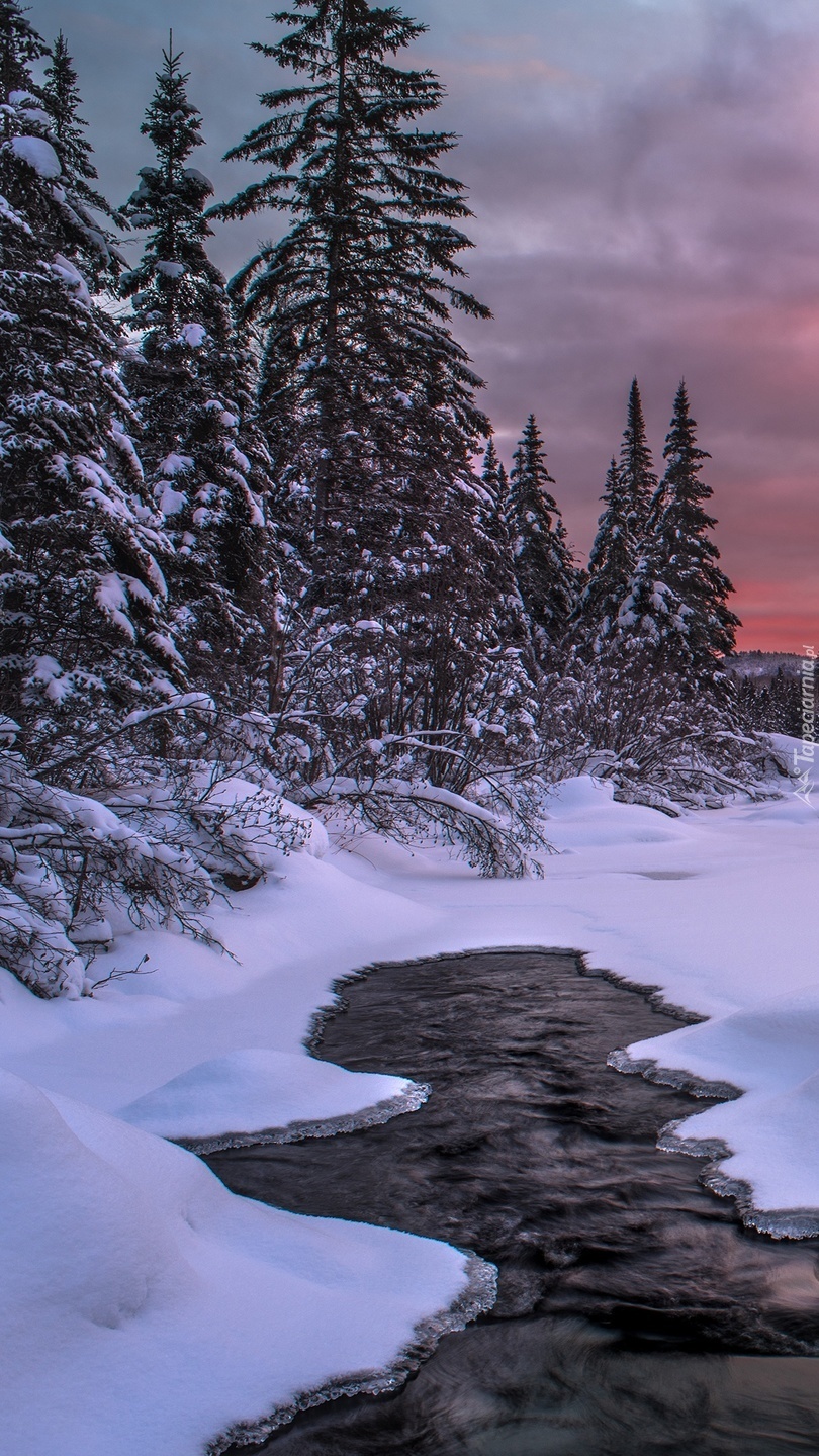 Drzewa przy rzece zimą