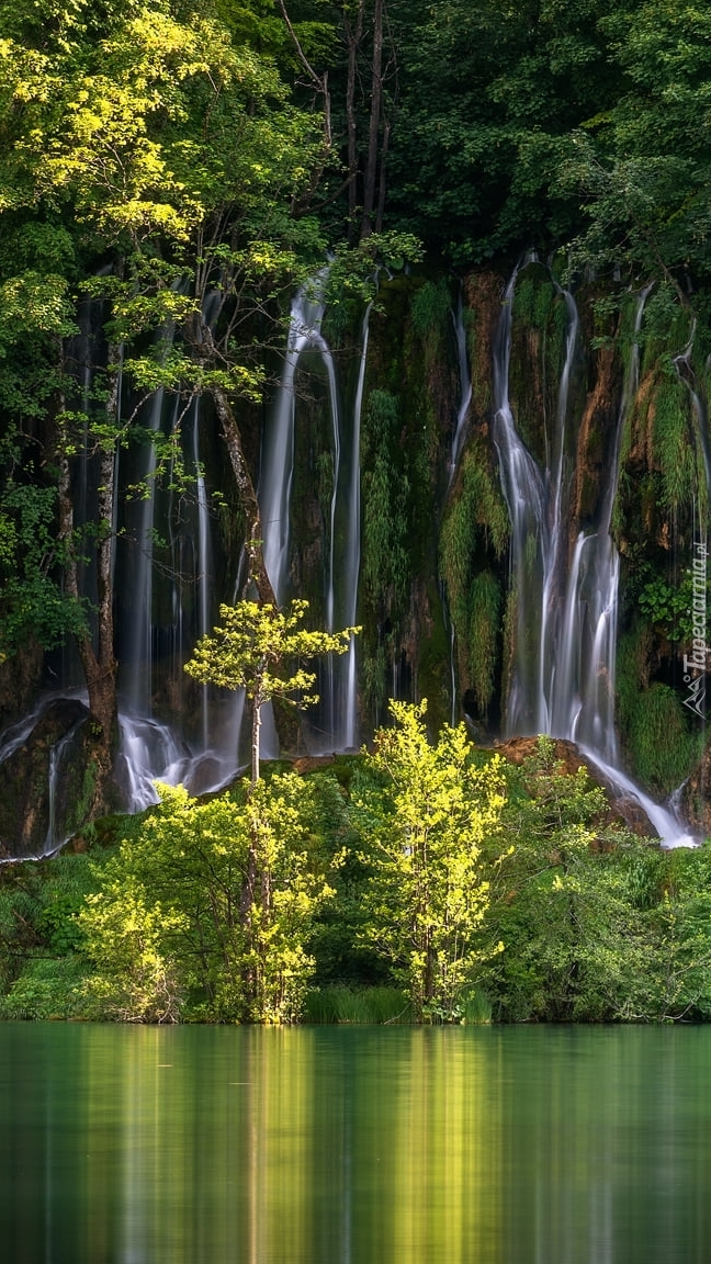 Drzewa przy wodospadach