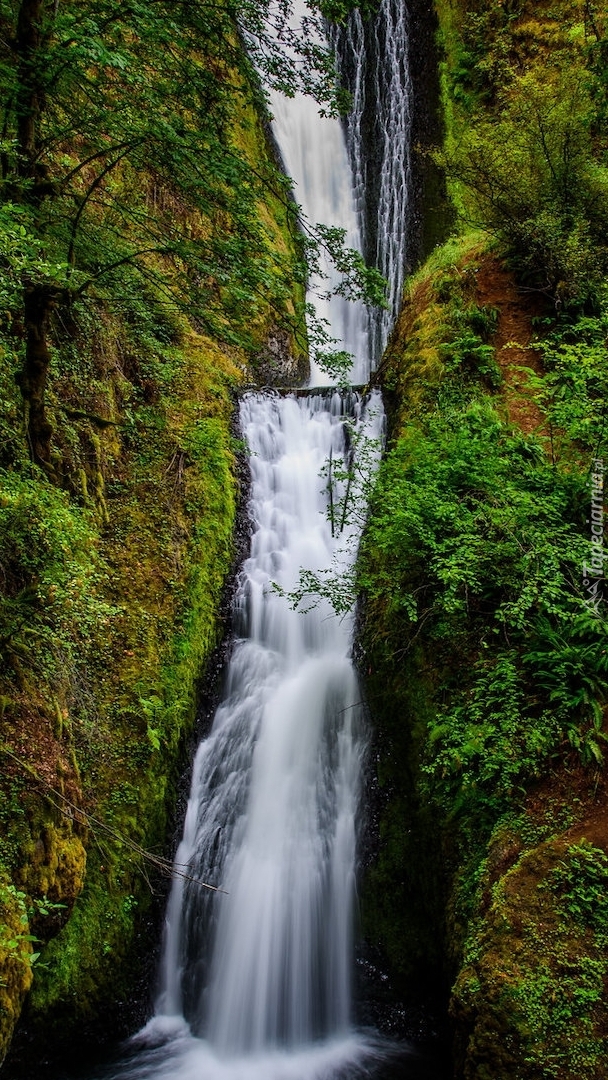 Drzewa przy wodospadzie Bridal Veil Falls