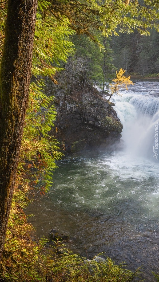 Drzewa przy wodospadzie Lower Lewis River Falls