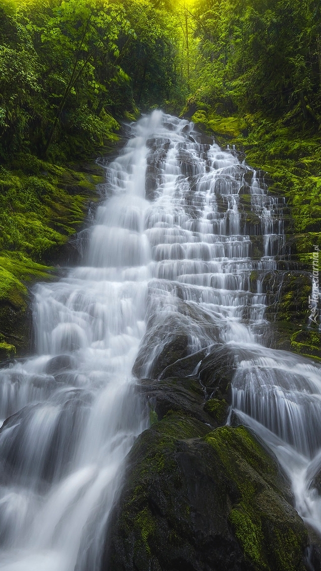 Drzewa przy wodospadzie Staircase Falls