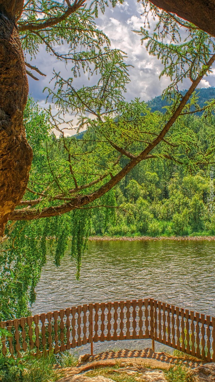 Drzewa rosnące nad rzeką