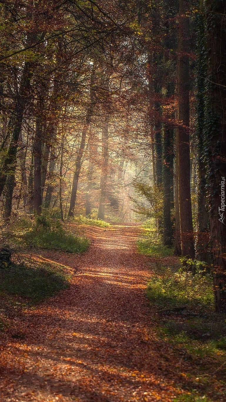 Drzewa rzucające cień na drogę w lesie