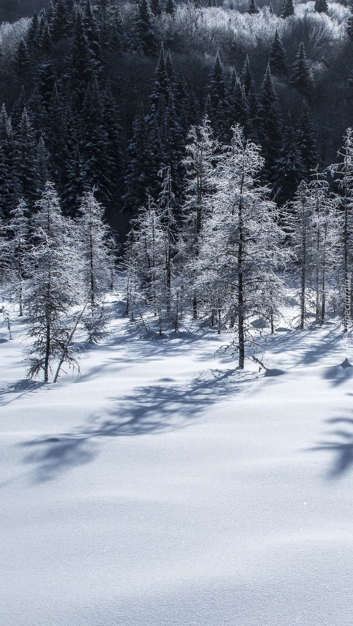Drzewa rzucające cień na śnieg