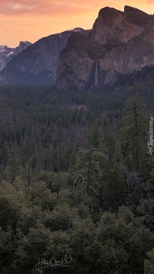 Drzewa w dolinie Yosemite Valley