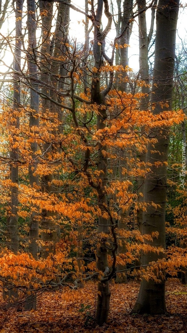 Drzewa w jesiennym lesie