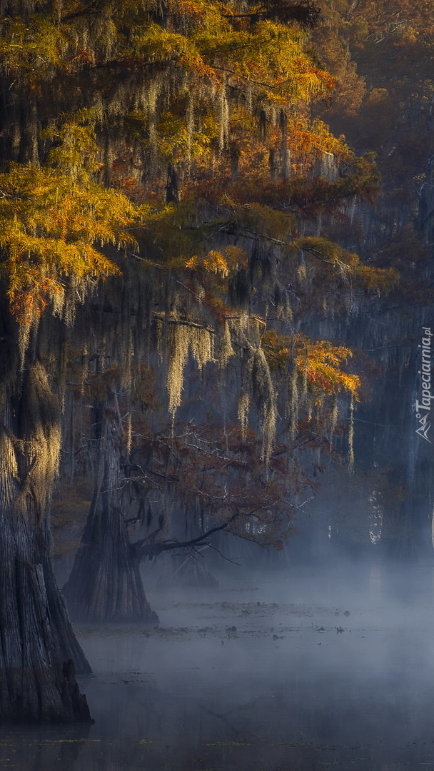 Drzewa w jeziorze Caddo Lake