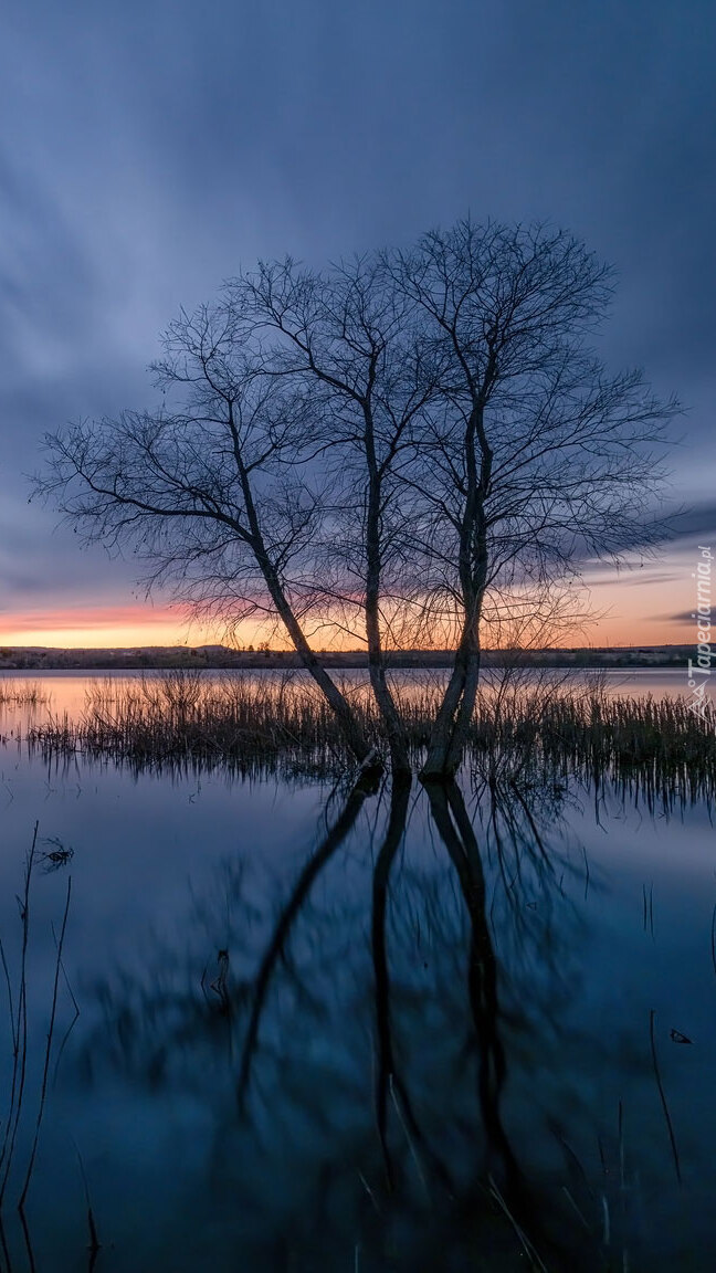 Drzewa w jeziorze Lake Chatfield o poranku