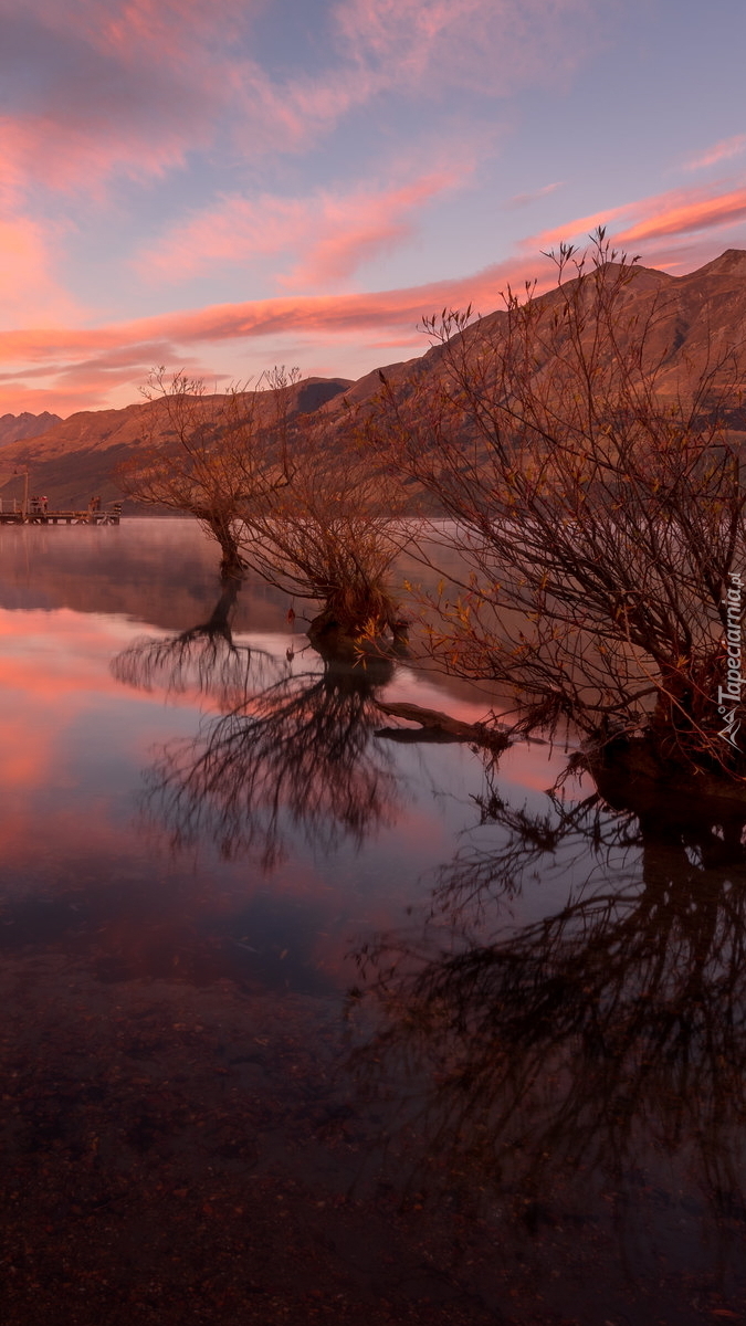 Drzewa w jeziorze Wakatipu