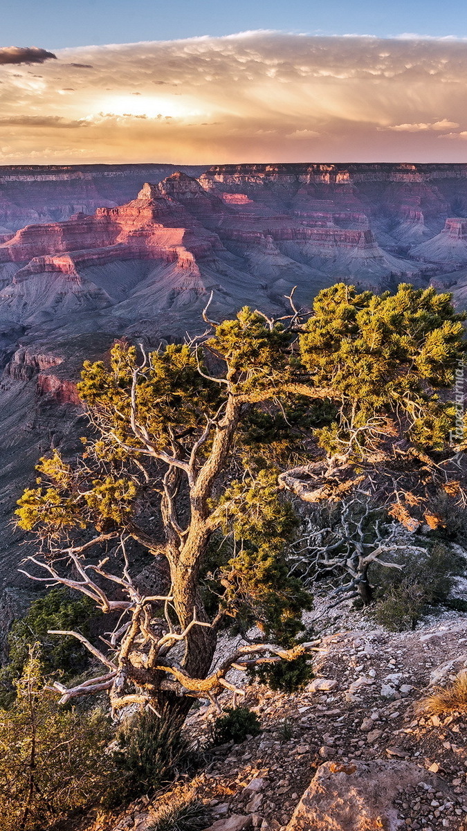 Drzewa w kanionie w Arizonie