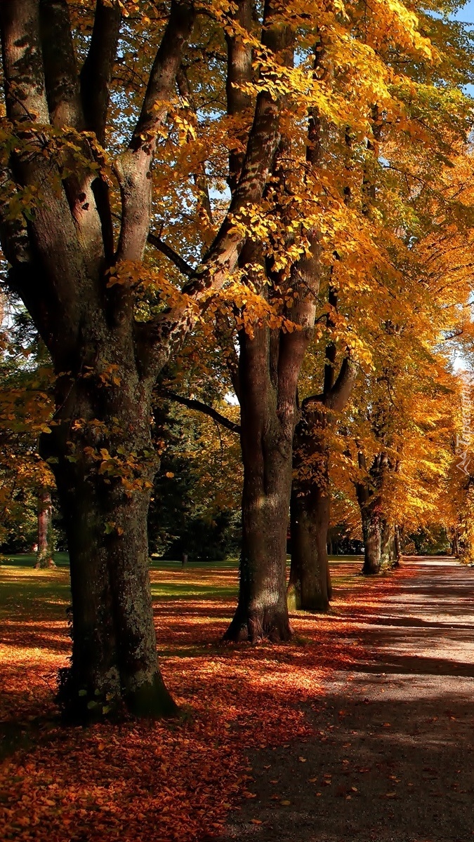 Drzewa w parku jesienną porą