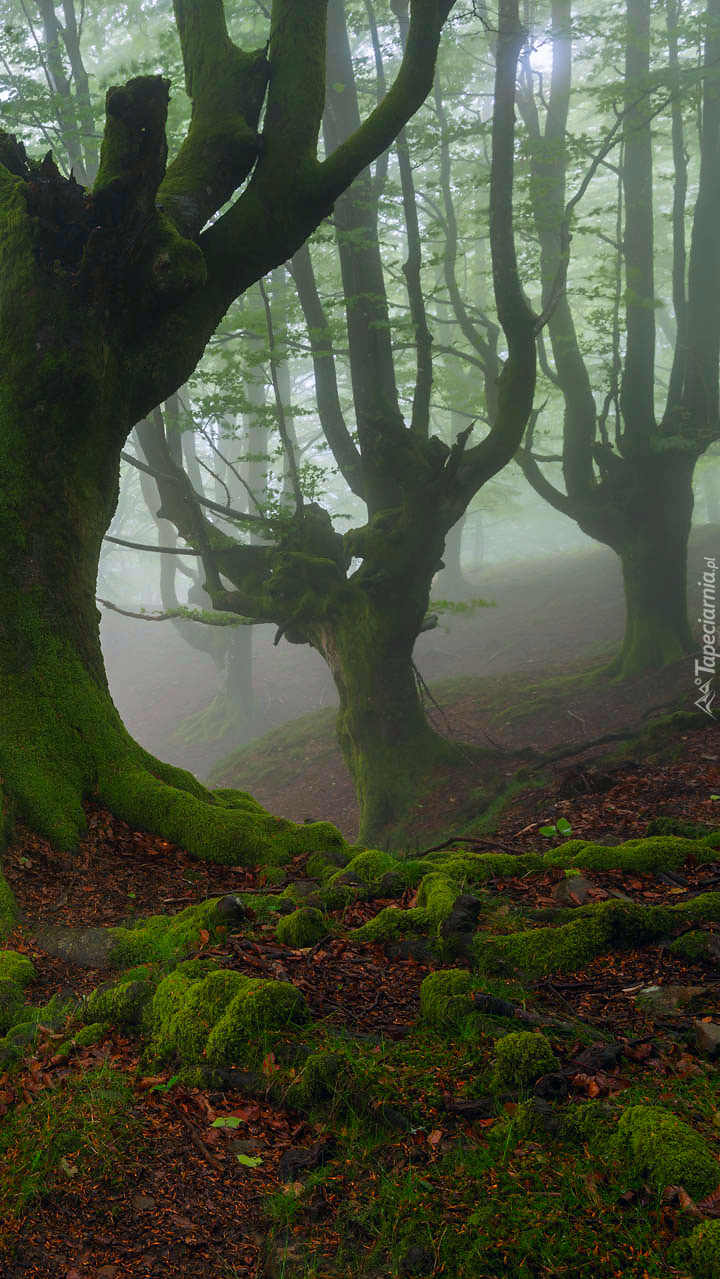 Drzewa w Parku Narodowym Gorbea