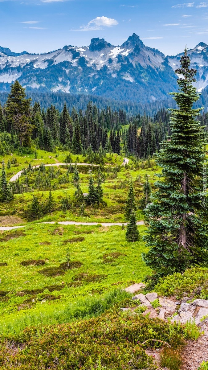 Drzewa w Parku Narodowym Mount Rainier