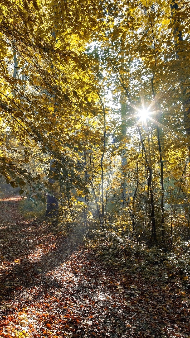 Drzewa w promieniach słońca