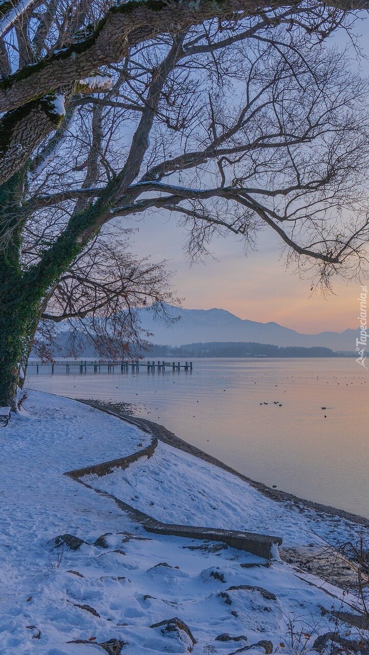 Drzewa w śniegu na brzegu jeziora