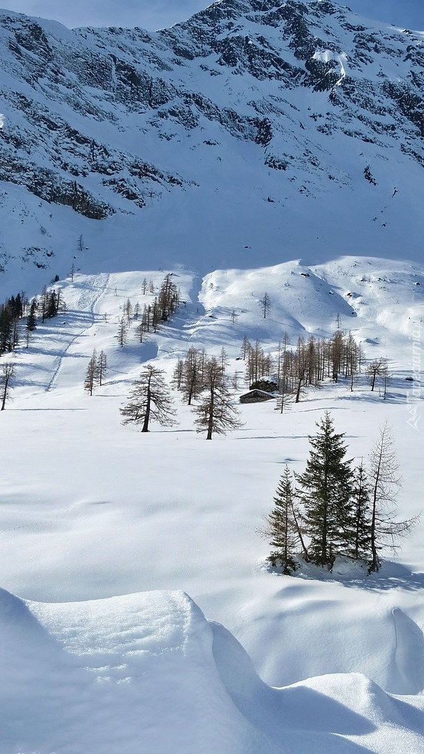Drzewa w śniegu na tle zimowych gór