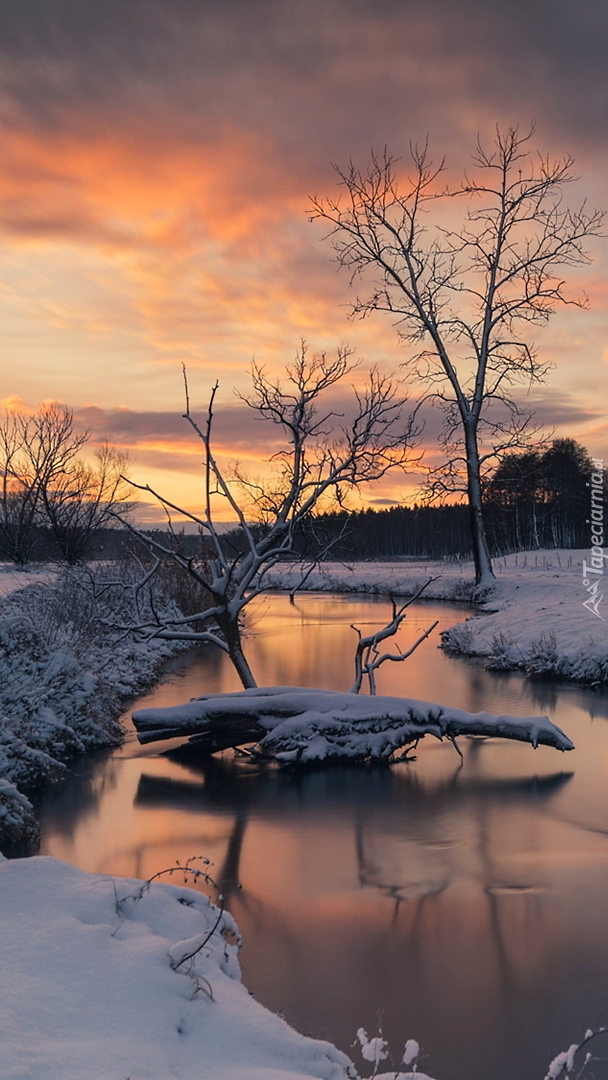 Drzewa w śniegu nad rzeką o wschodzie słońca