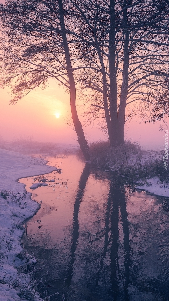 Drzewa w śniegu nad rzeką w blasku zamglonego słońca