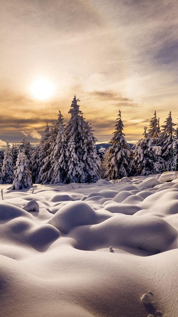 Drzewa w zaspach śnieżnych