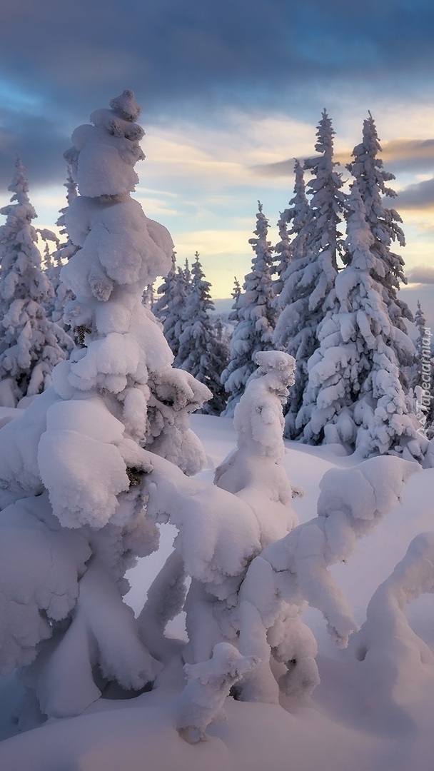 Drzewa w zaspach śnieżnych