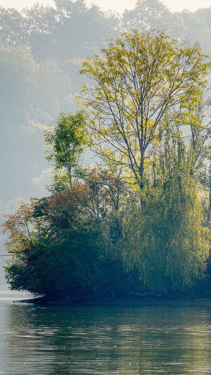 Drzewa we mgle nad jeziorem