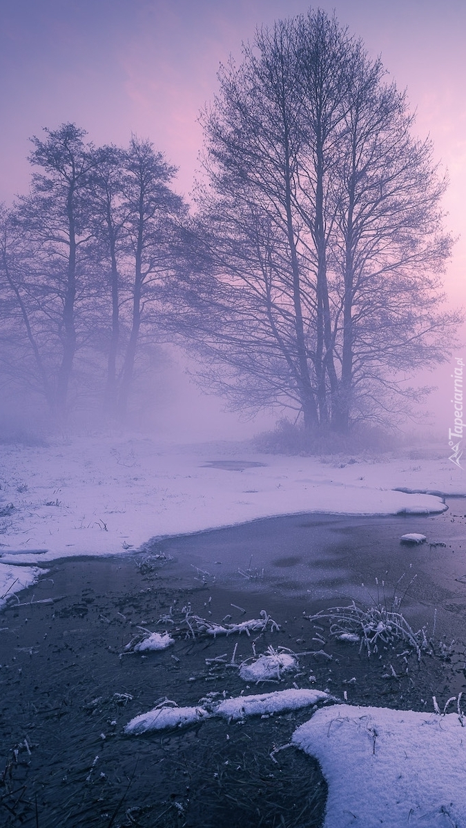 Drzewa we mgle nad oblodzoną rzeką