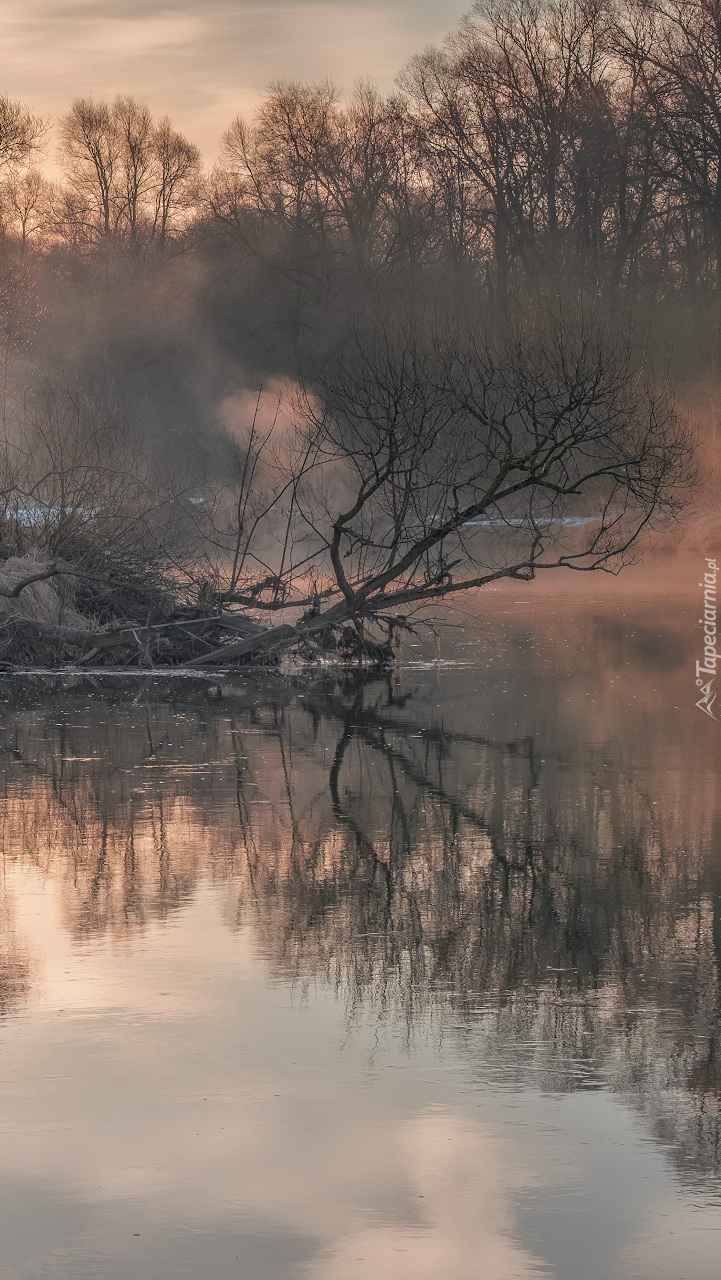 Drzewa we mgle nad rzeką Istra