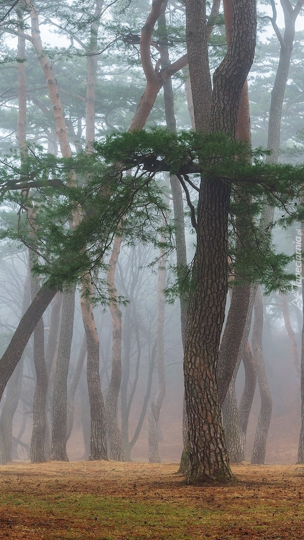 Drzewa we mgle w lesie