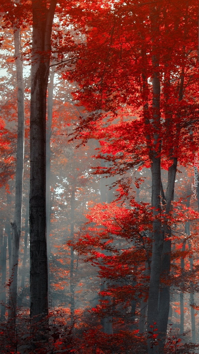 Drzewa z czerwonymi liśćmi we mgle