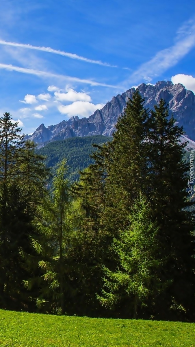 Drzewa z widokiem na Alpy
