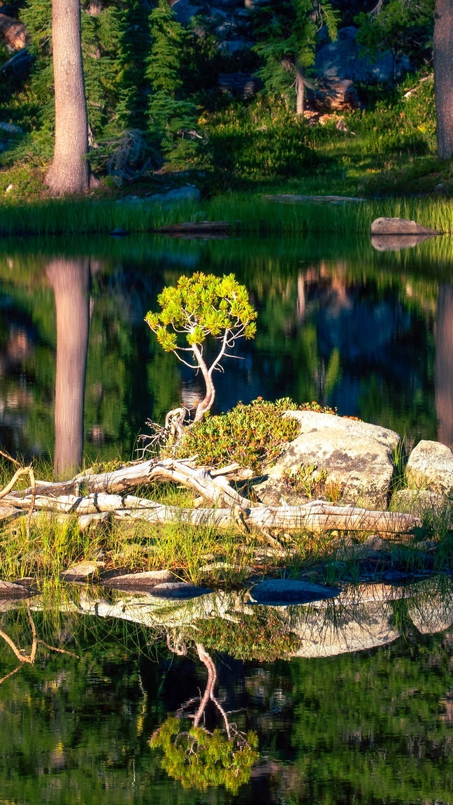 Drzewko i kamienie na środku jeziora