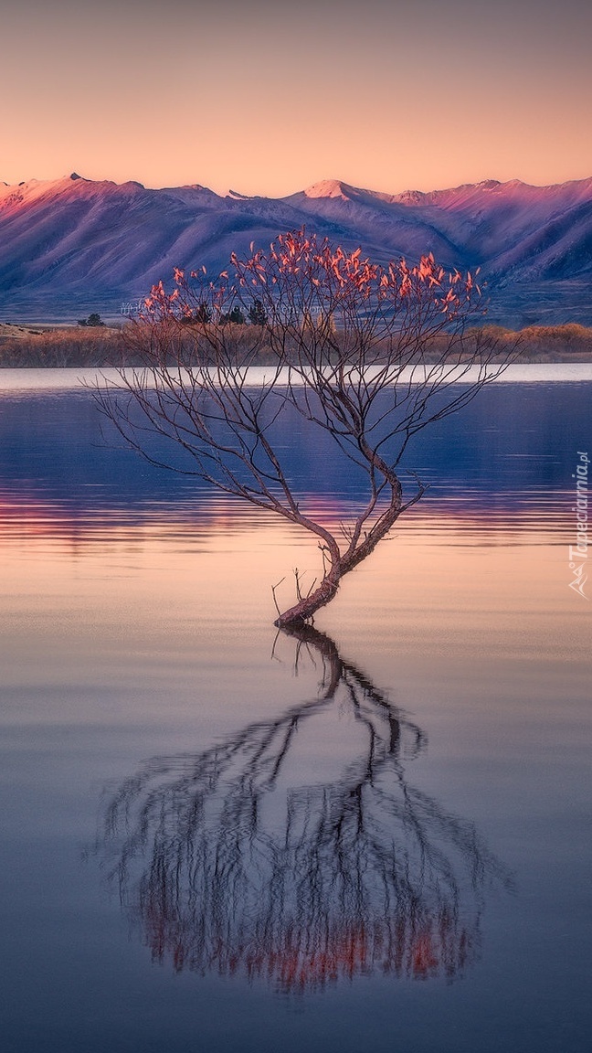 Drzewko na jeziorze Wanaka