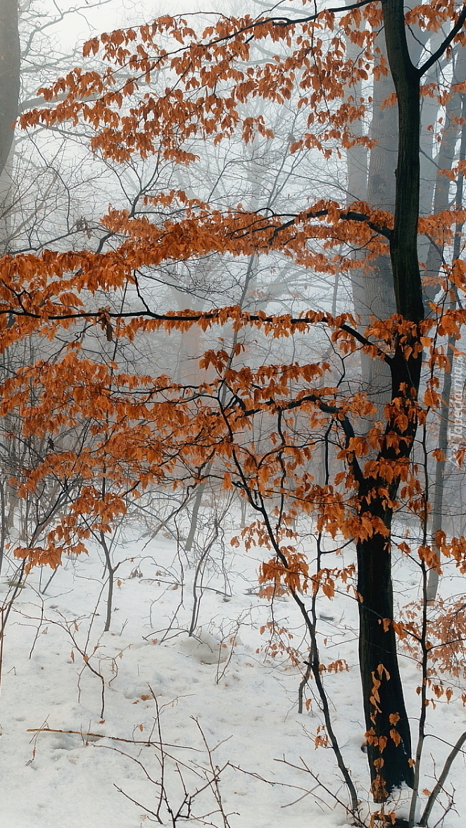 Drzewko z brązowymi listkami