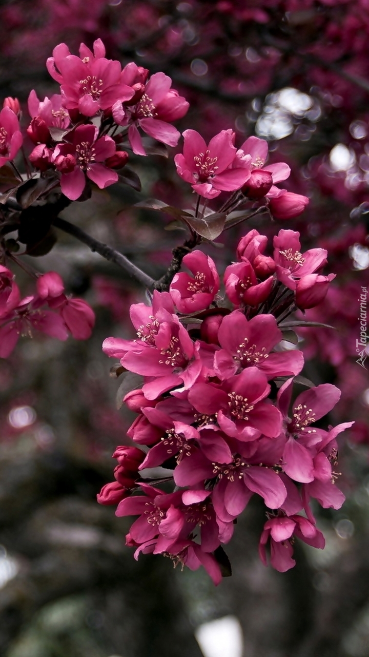 Drzewko z różowymi kwiatami