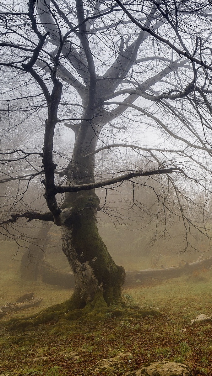 Drzewo bez liści w oparach mgły