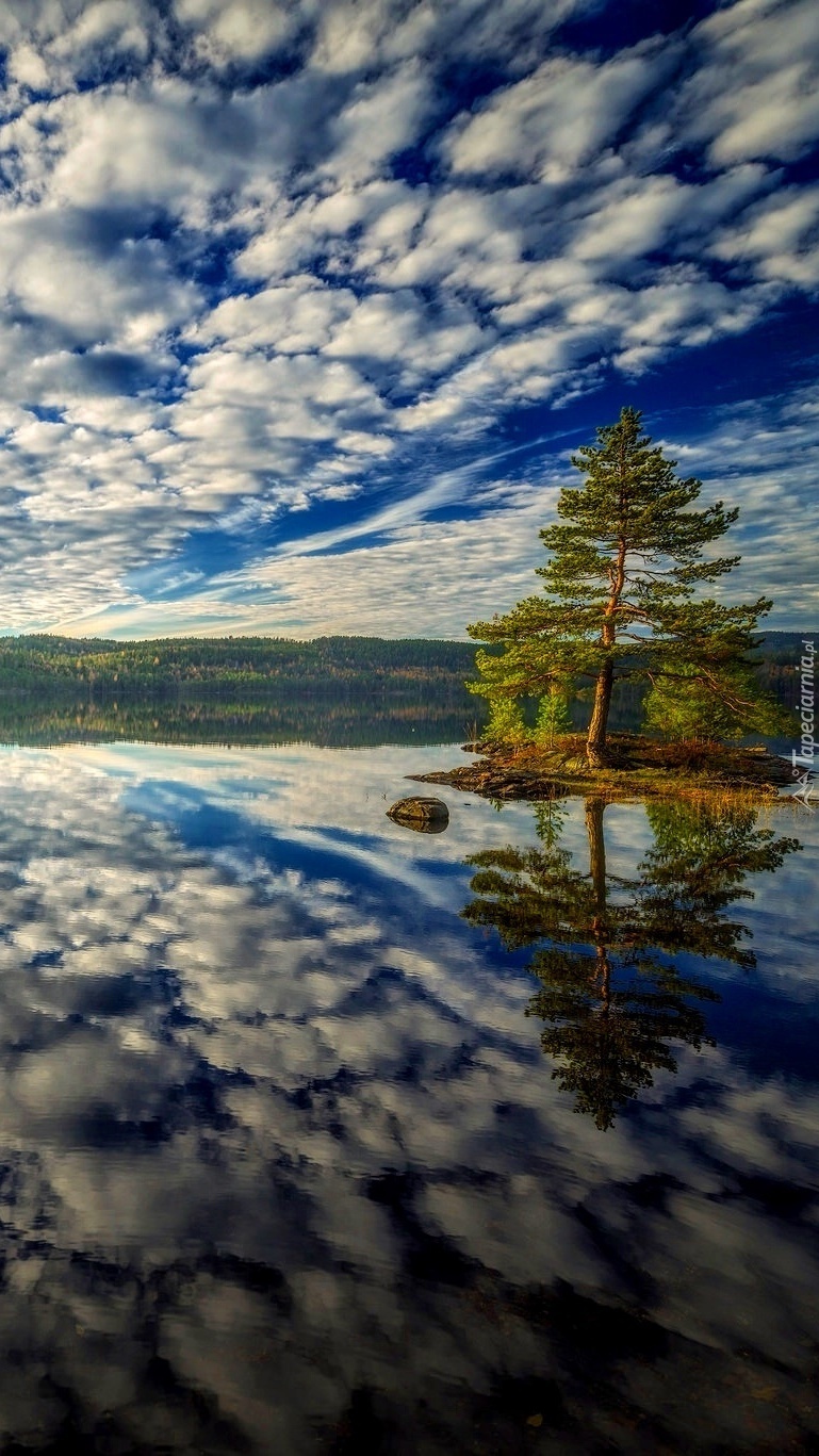 Drzewo i chmury odbite w jeziorze