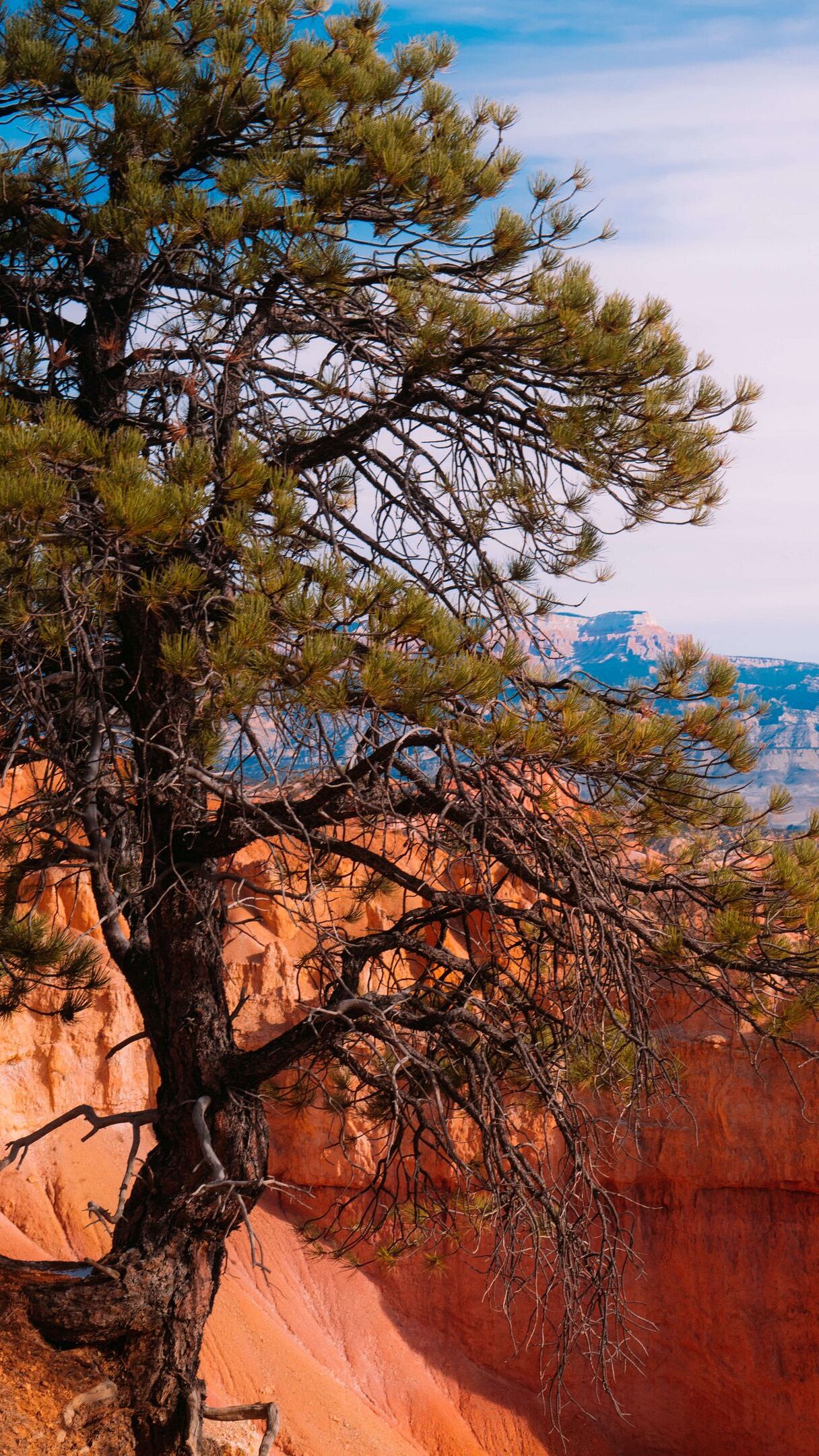 Drzewo i czerwone skały w Bryce Canyon