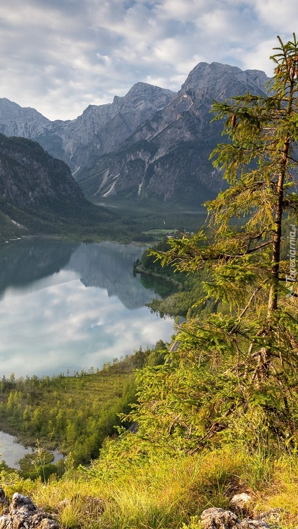 Drzewo i góry