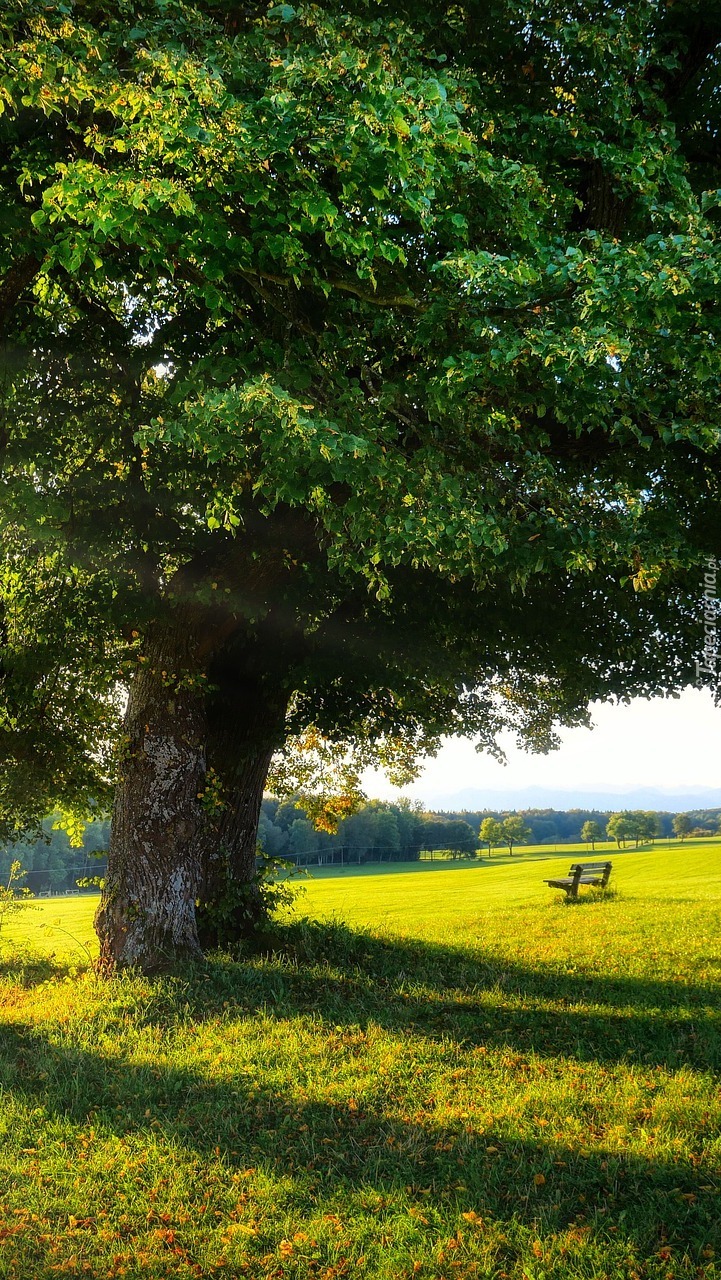 Drzewo i ławka na słonecznej łące
